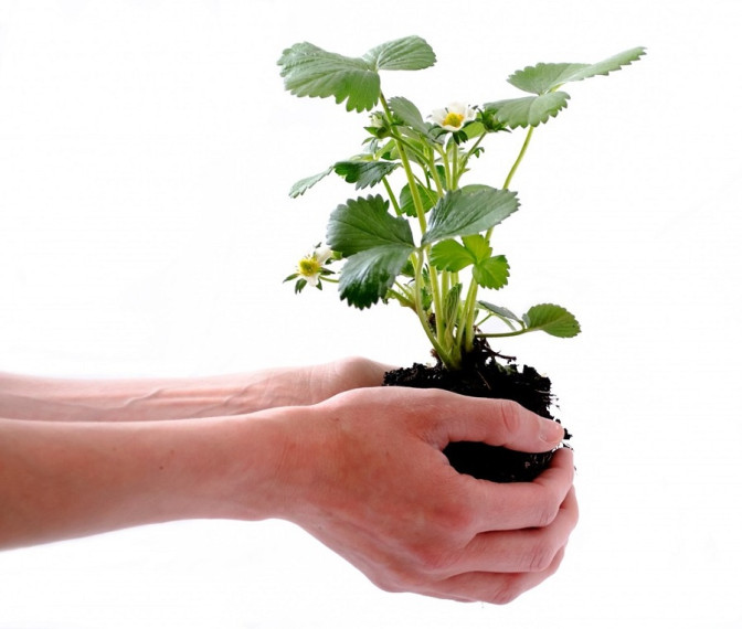 SIGA-Planta.jpg