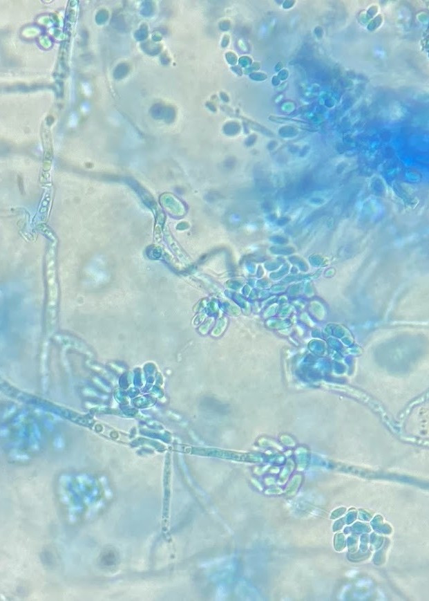 Aceites-esenciales-02.jpeg